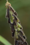Indigofera astragalina