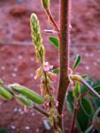 Indigofera astragalina