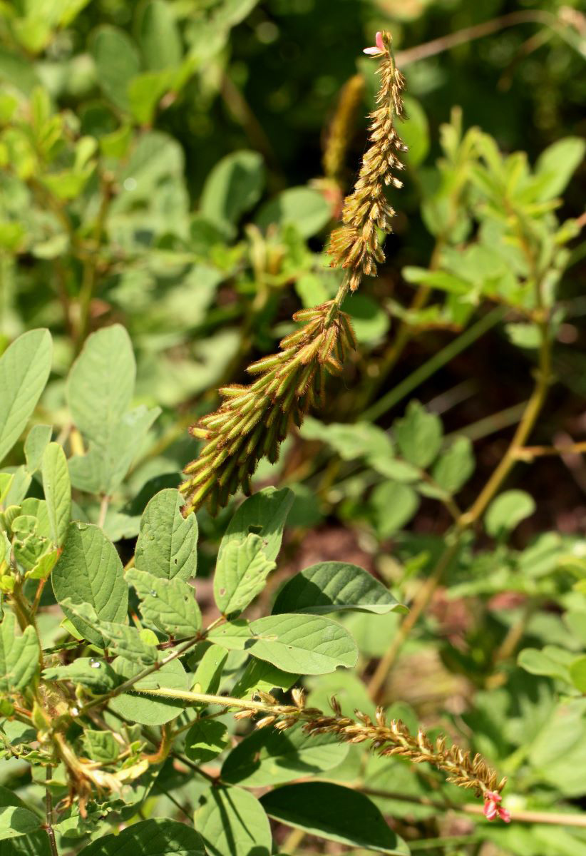 Indigofera hirsuta