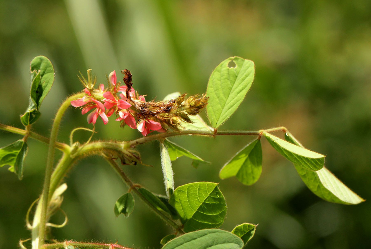 Indigofera hirsuta