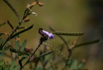 Tephrosia elata subsp. elata