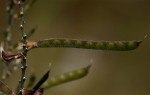 Tephrosia elata subsp. elata