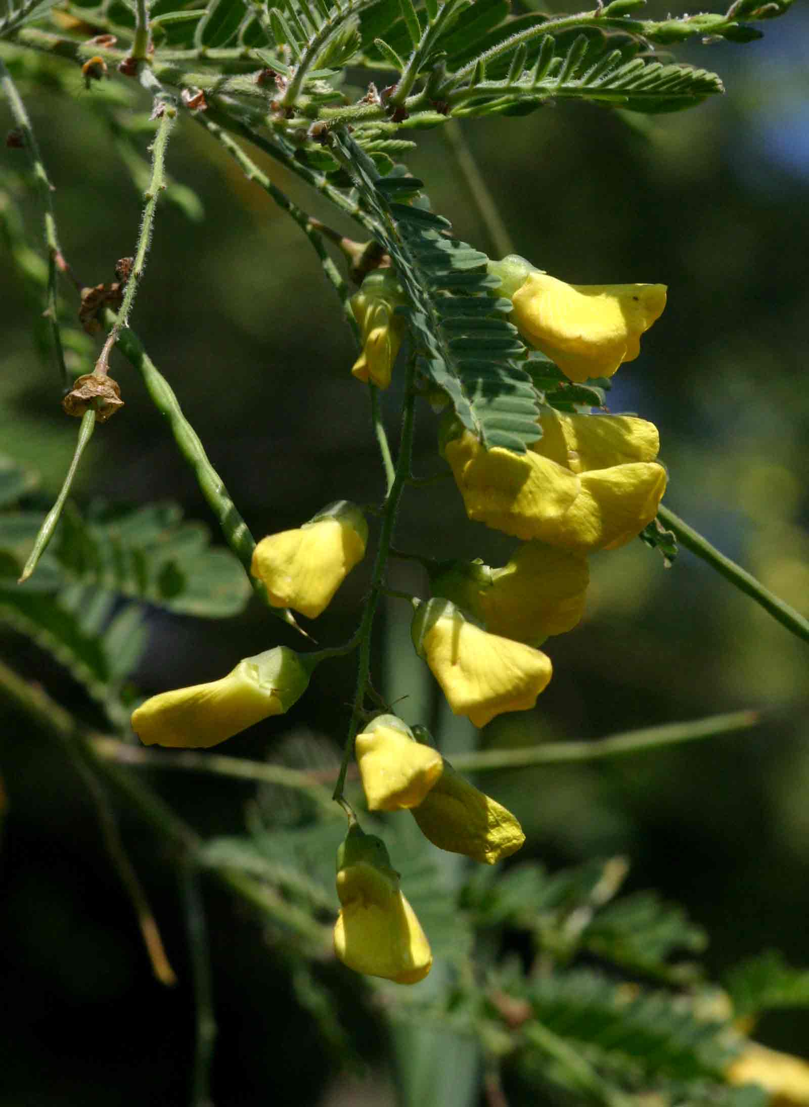 Sesbania sesban var. nubica
