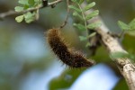 Ormocarpum trichocarpum