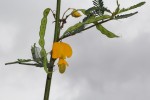 Aeschynomene cristata