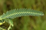 Aeschynomene cristata