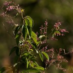 Pleurolobus salicifolius