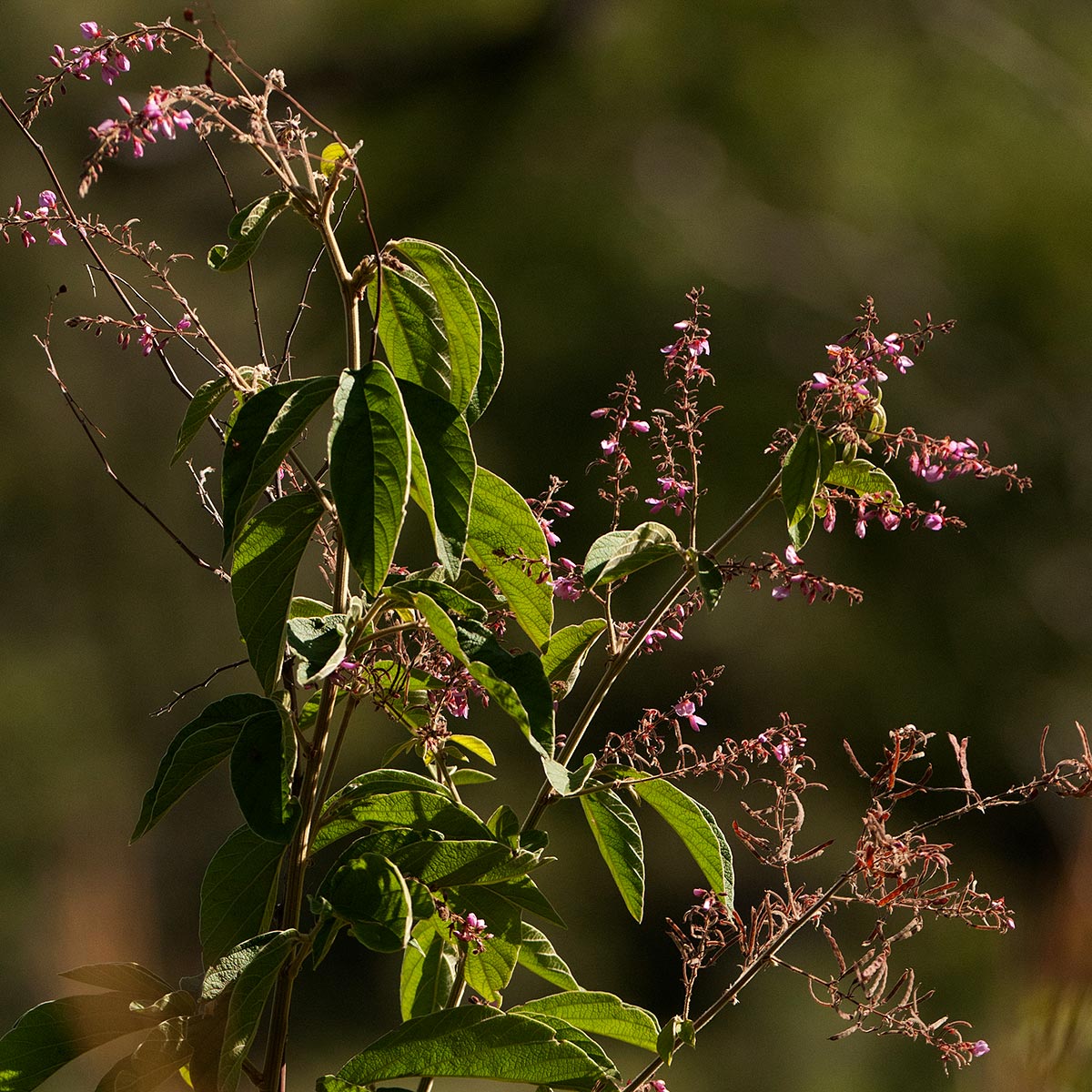 Pleurolobus salicifolius
