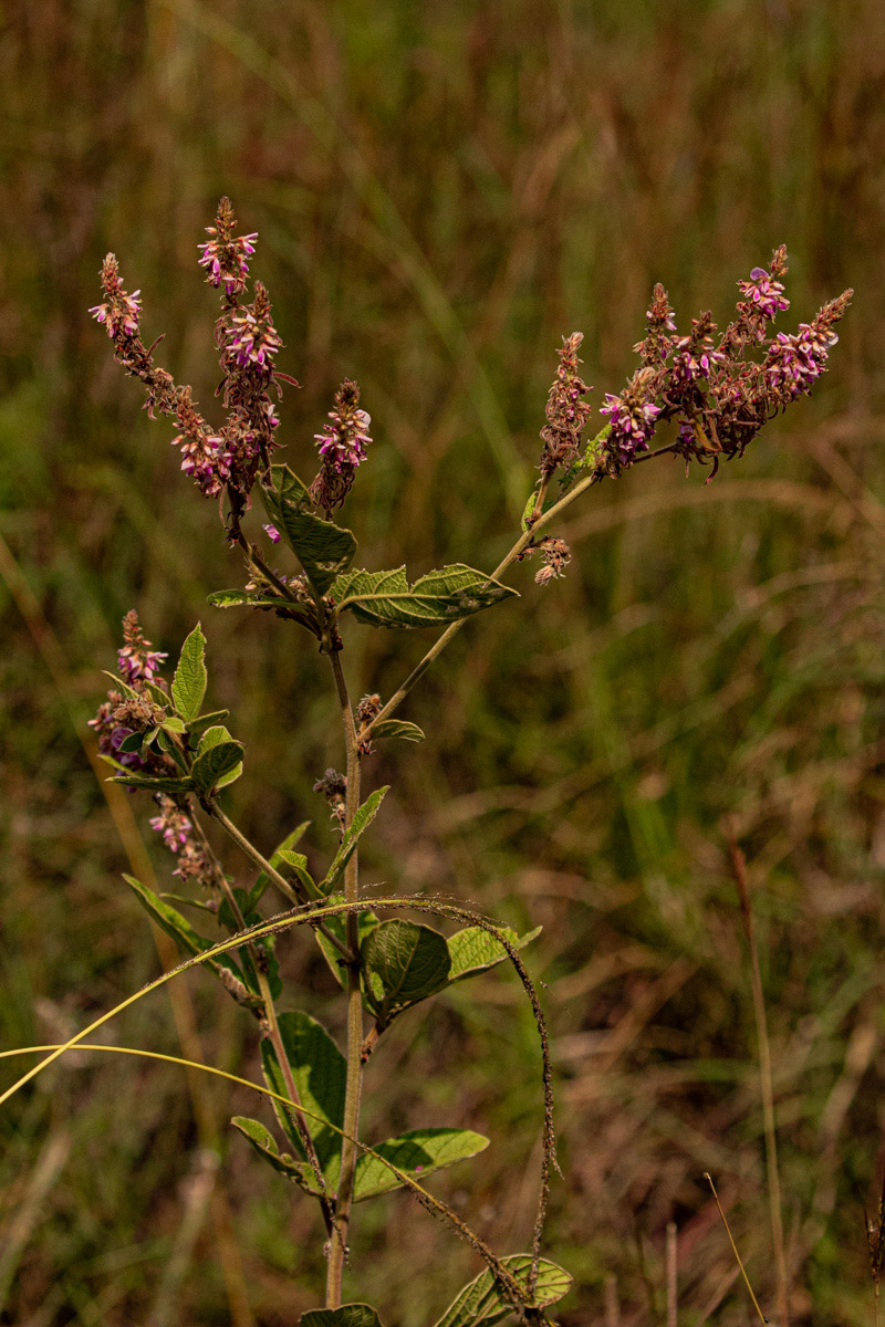 Pseudarthria hookeri var. hookeri