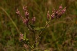 Pseudarthria hookeri var. hookeri