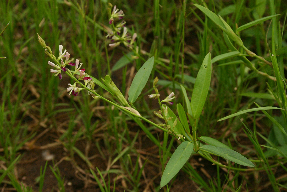 Alysicarpus vaginalis var. vaginalis
