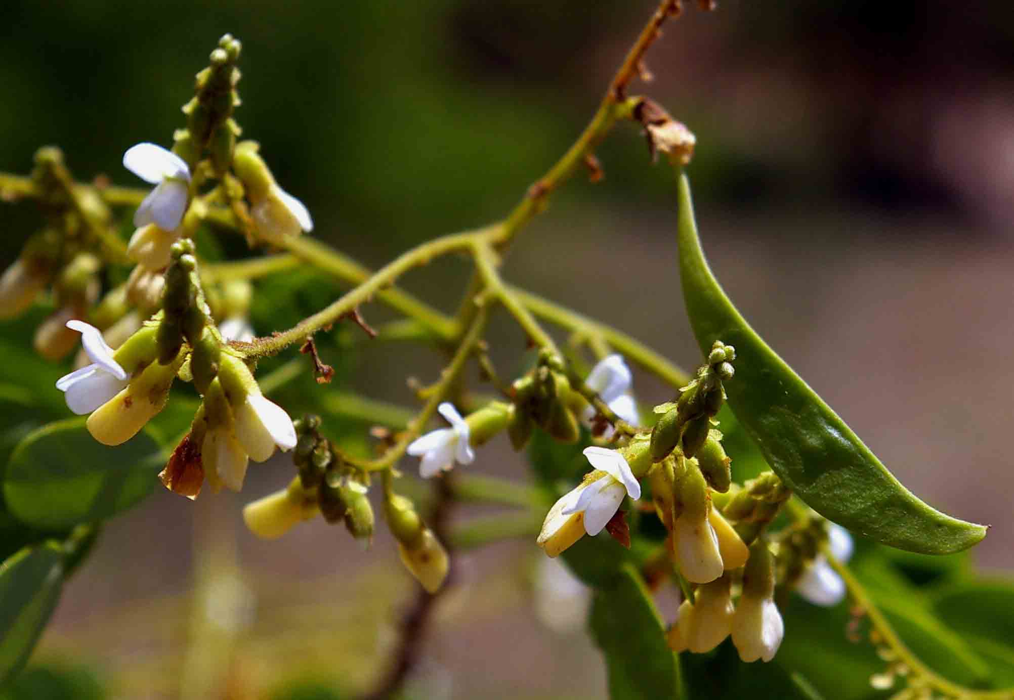 Dalbergia fischeri