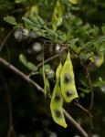 Dalbergia fischeri