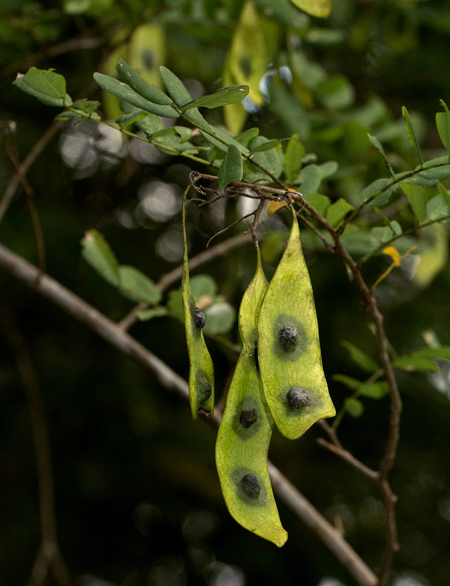 Dalbergia fischeri