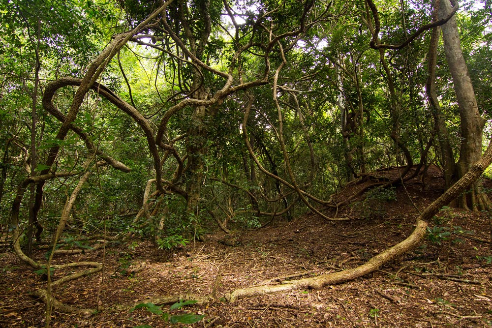 Dalbergia fischeri