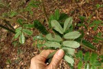 Dalbergia fischeri