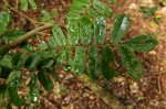 Dalbergia fischeri