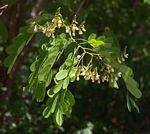 Dalbergia fischeri