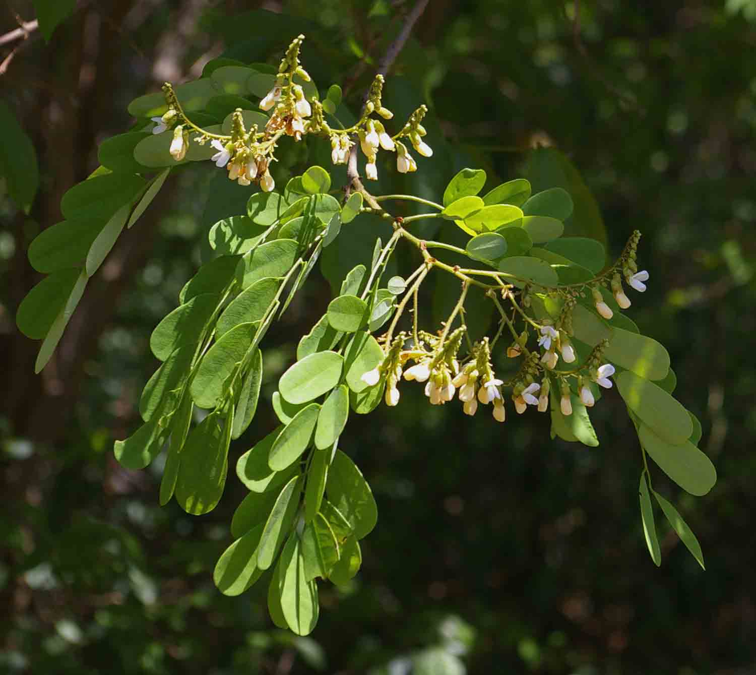 Dalbergia fischeri