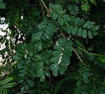 Dalbergia fischeri