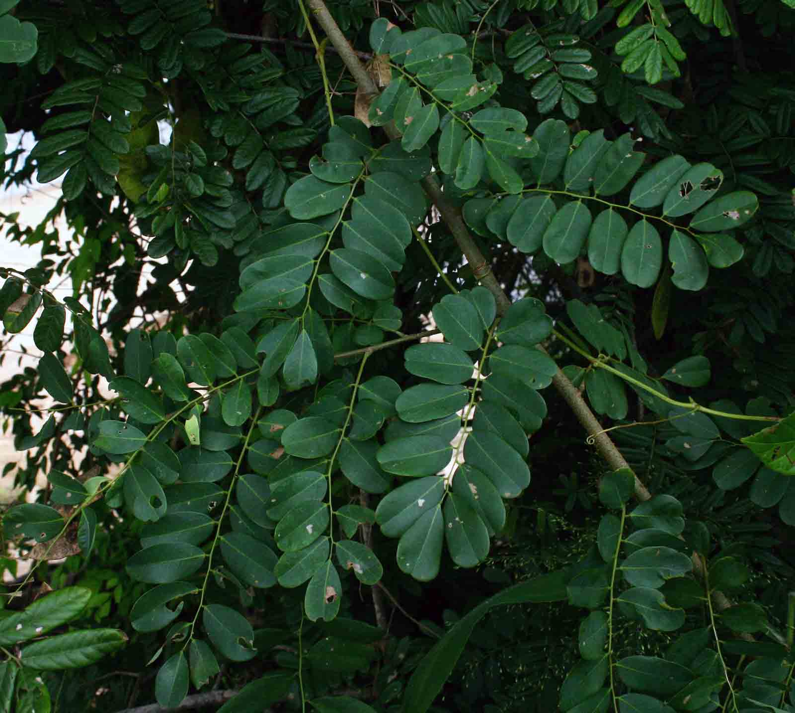 Dalbergia fischeri