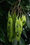 Dalbergia fischeri