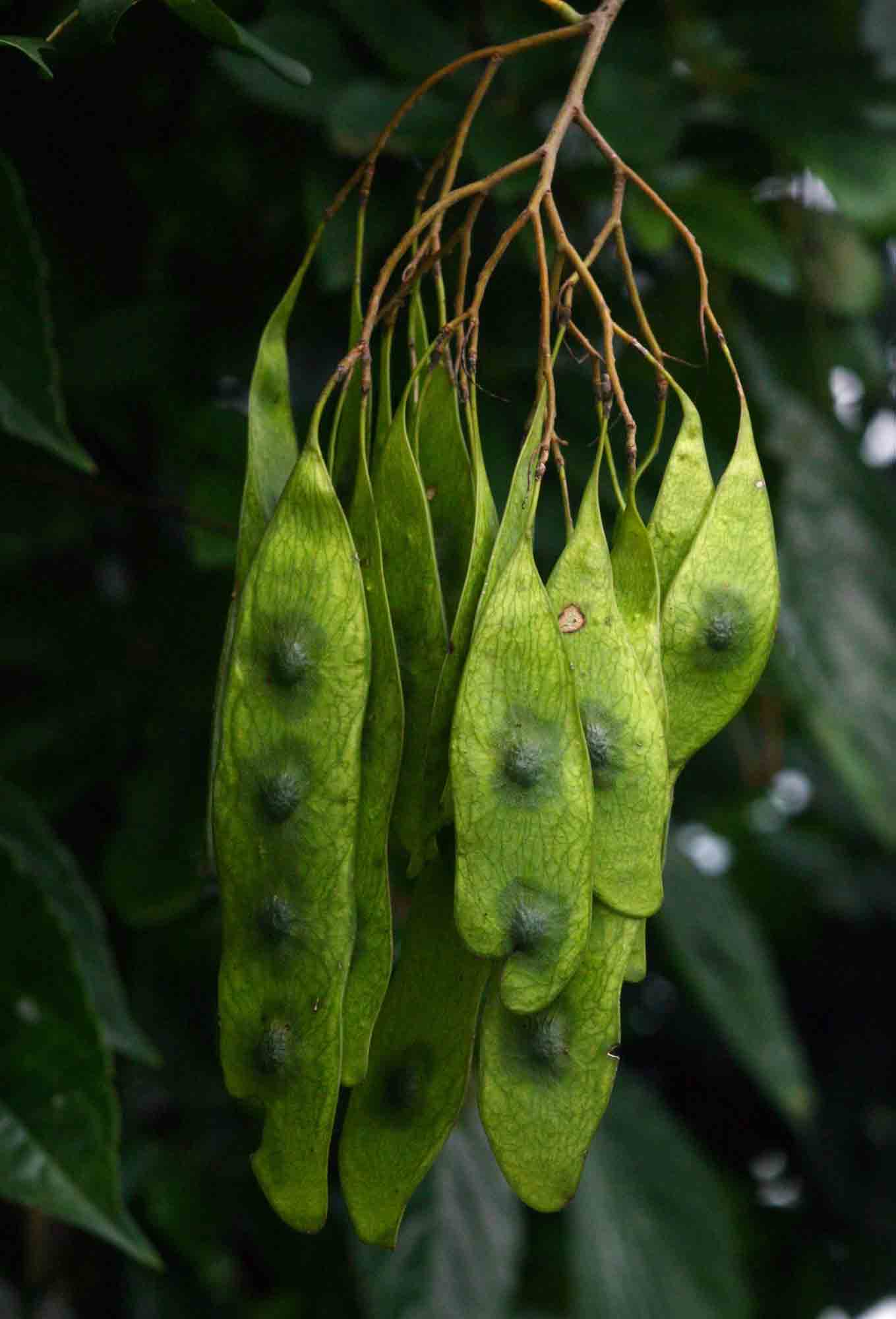 Dalbergia fischeri