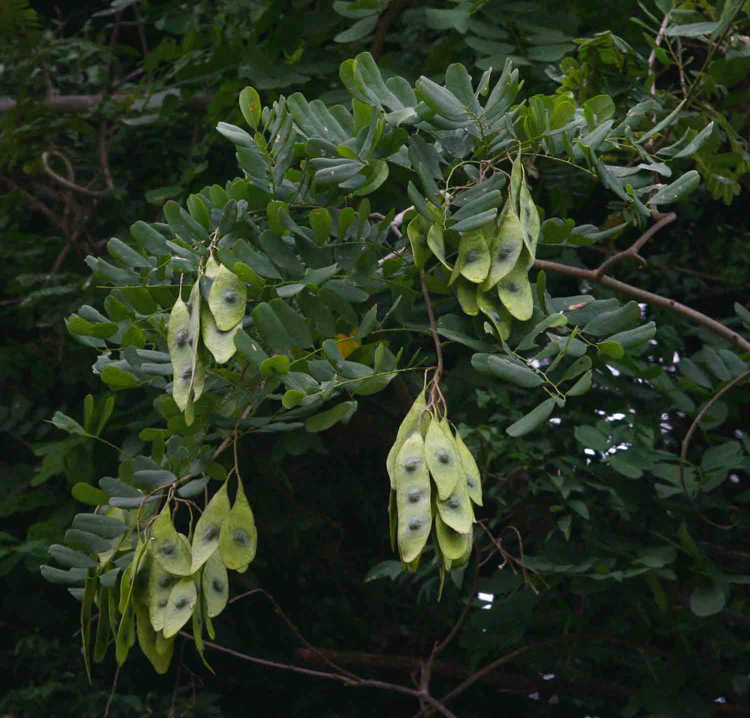 Dalbergia fischeri