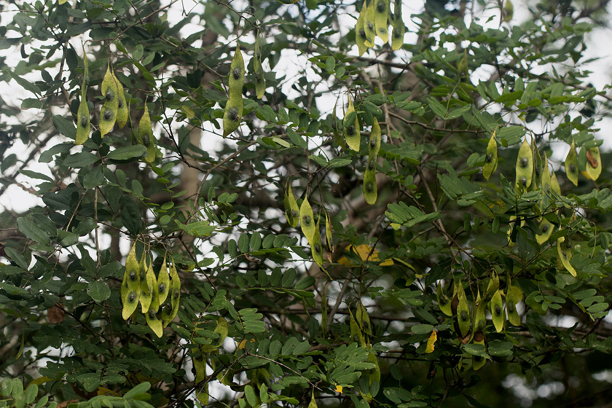 Dalbergia fischeri