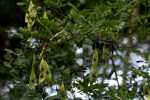 Dalbergia fischeri