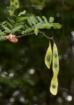 Dalbergia fischeri