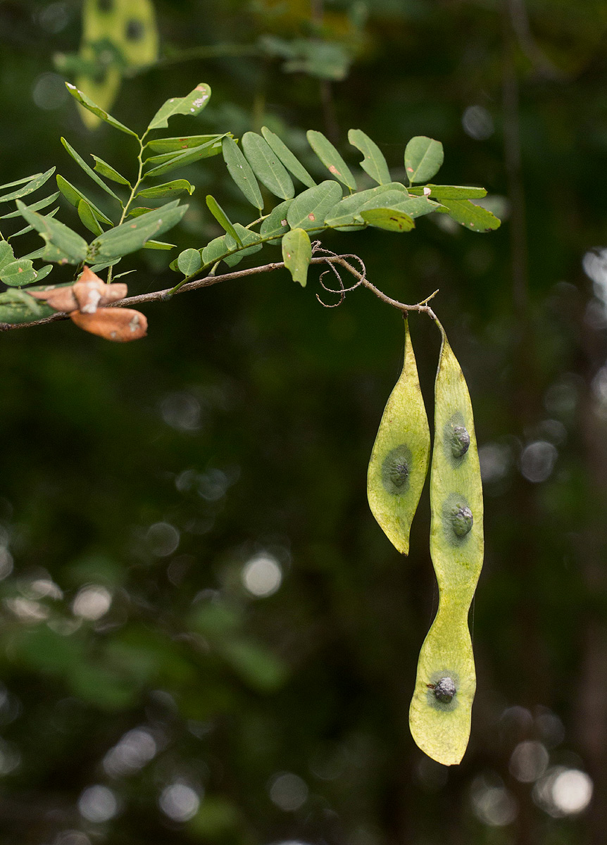 Dalbergia fischeri
