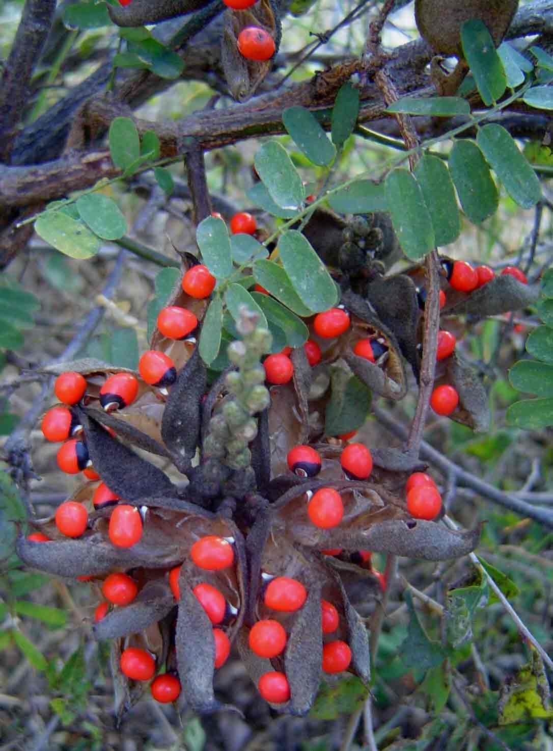 Abrus precatorius subsp. africanus