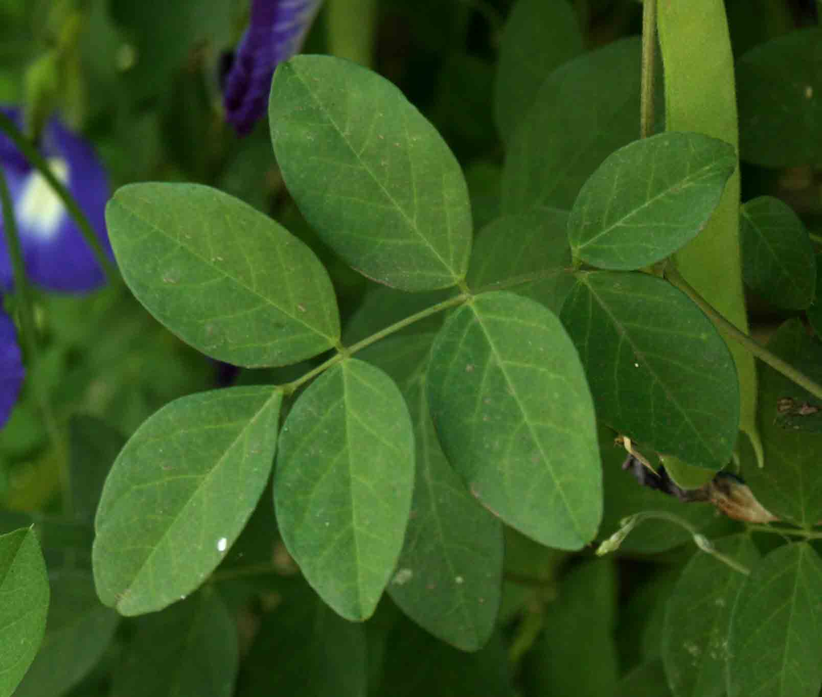 Clitoria ternatea Clitoria ternatea