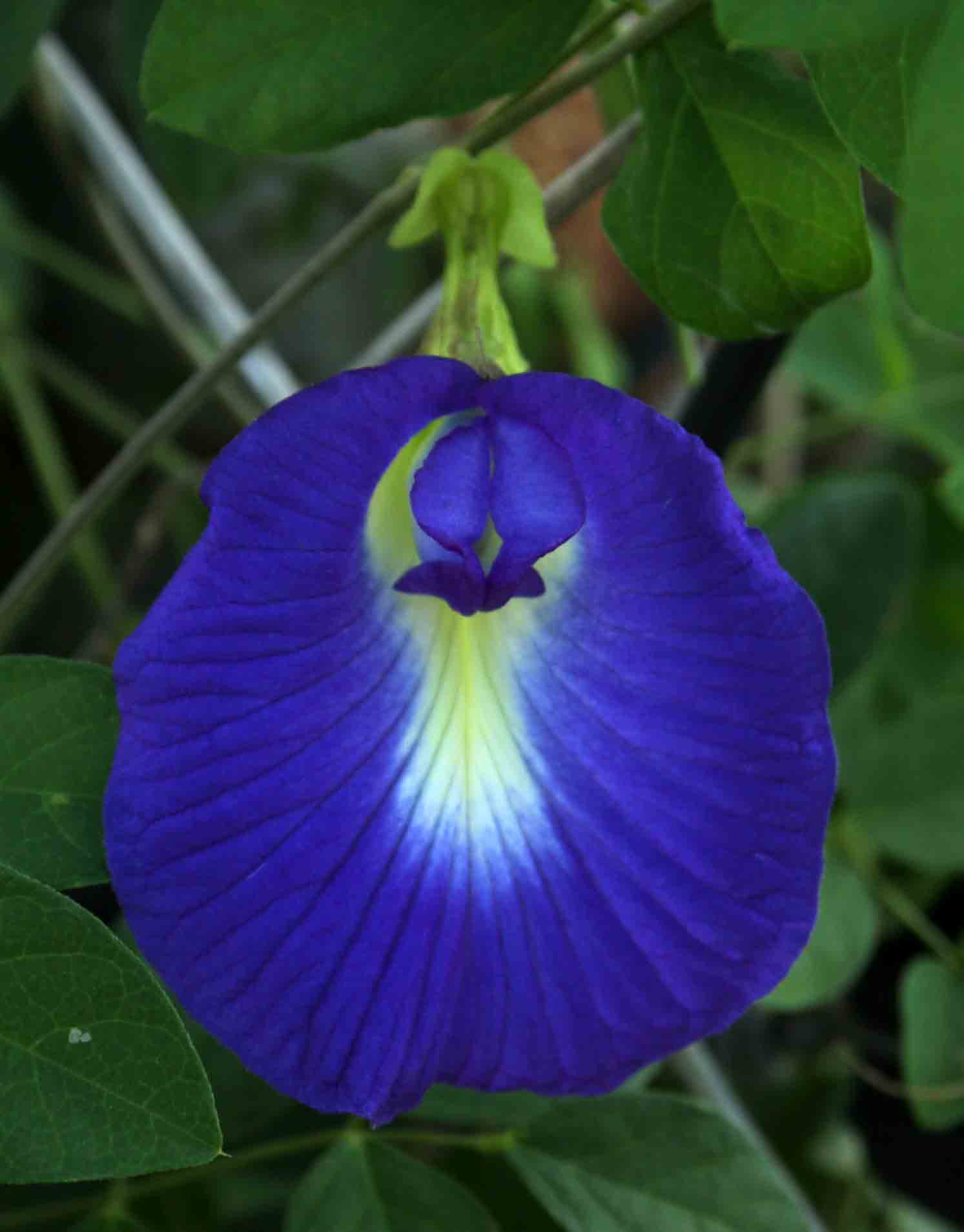 Clitoria ternatea Clitoria ternatea