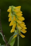 Eriosema psoraleoides
