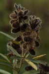 Eriosema psoraleoides