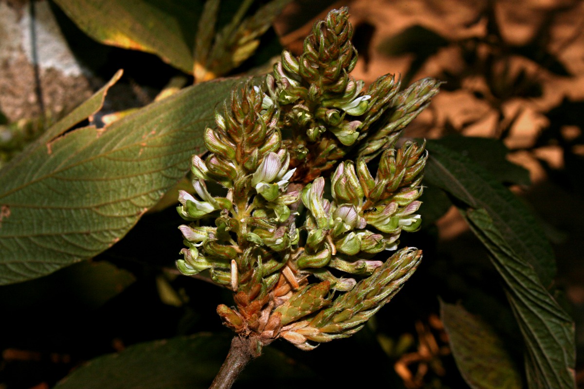 Flemingia grahamiana Flemingia grahamiana