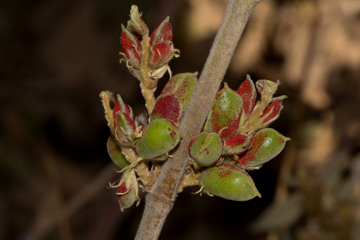 Flemingia grahamiana Flemingia grahamiana
