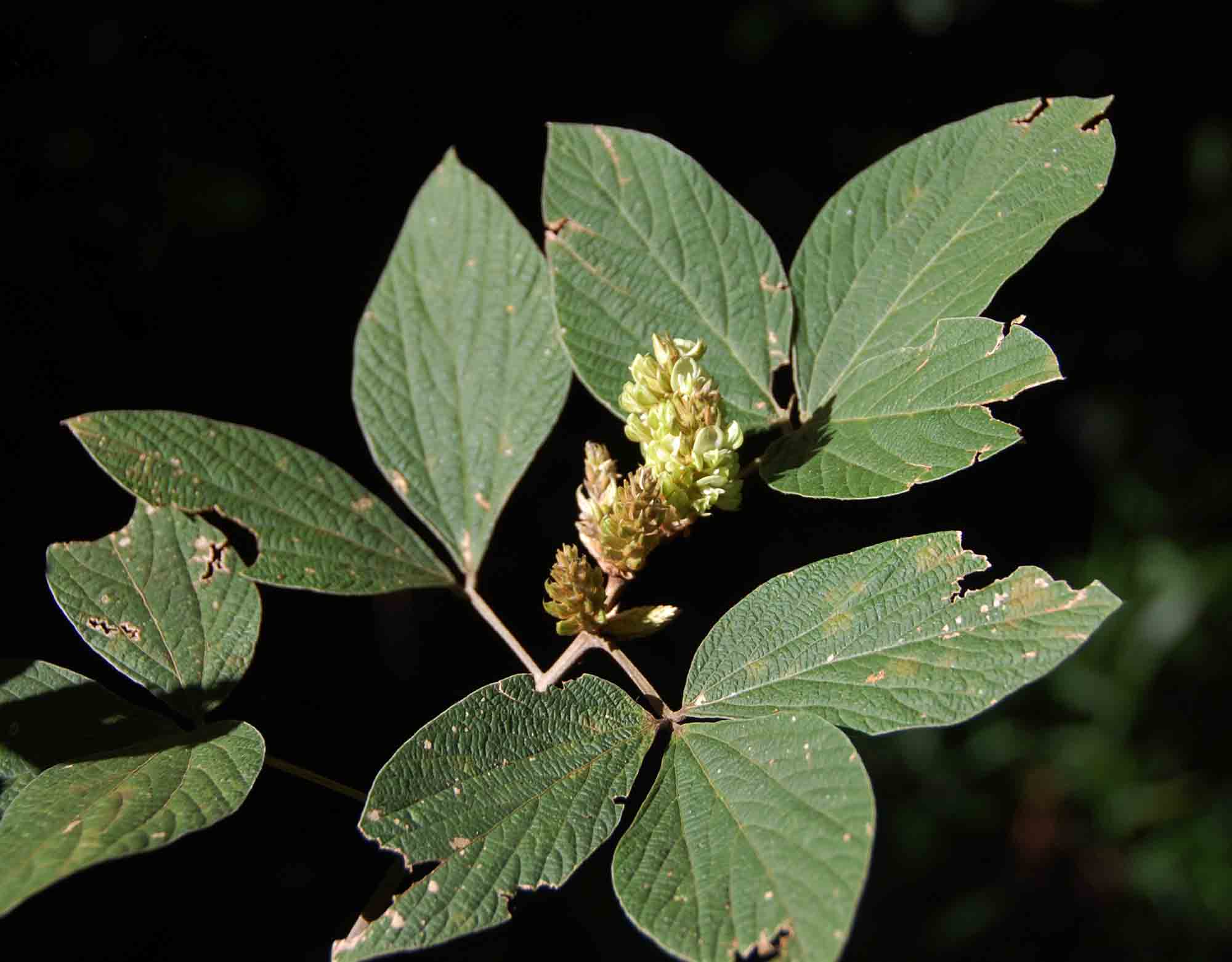 Flemingia grahamiana Flemingia grahamiana