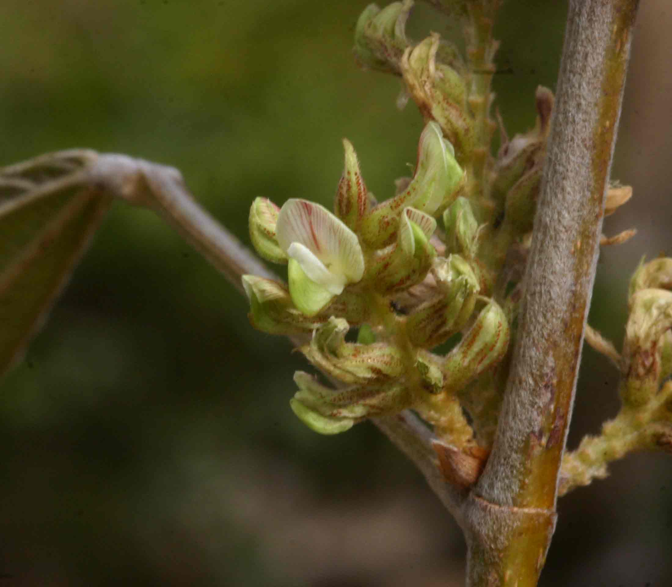 Flemingia grahamiana Flemingia grahamiana