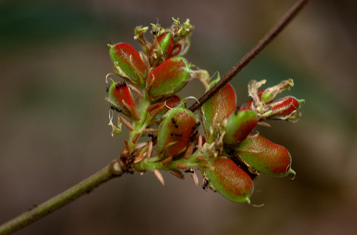 Flemingia grahamiana