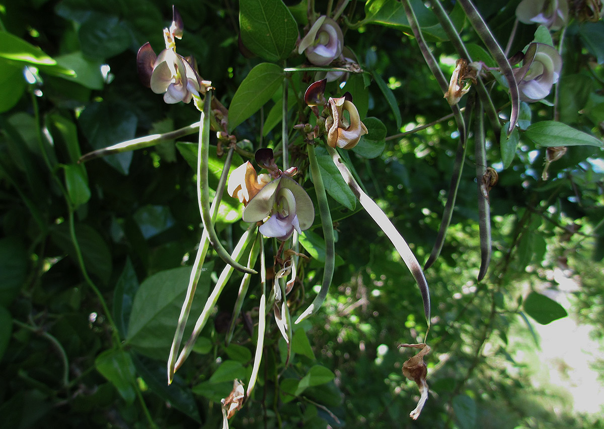 Wajira grahamiana Wajira grahamiana