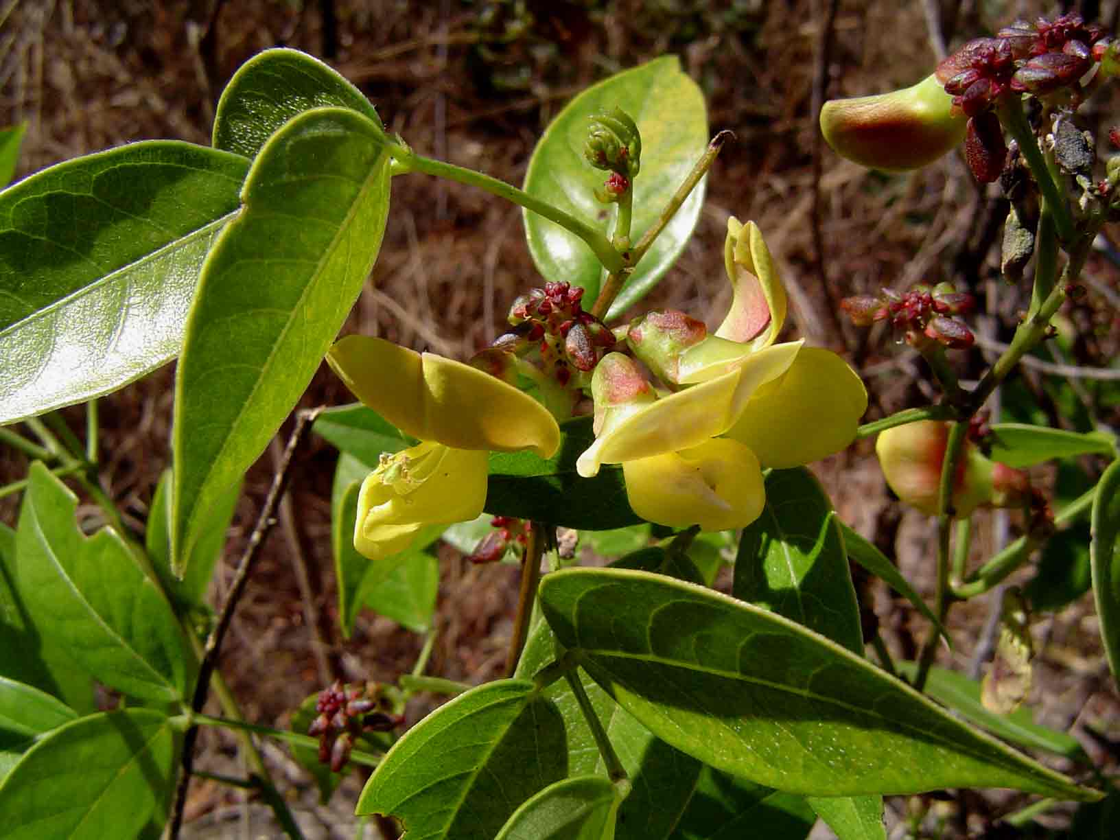 Sphenostylis erecta subsp. erecta
