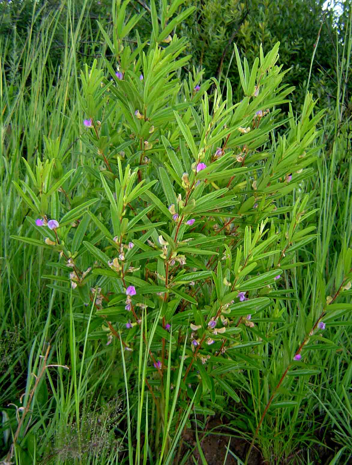 Dolichos trinervatus
