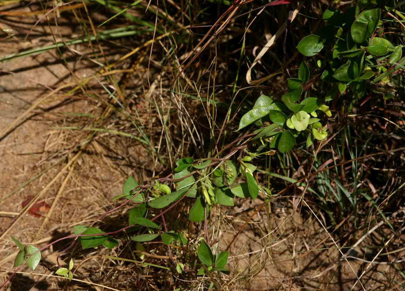 Macrotyloma axillare var. axillare