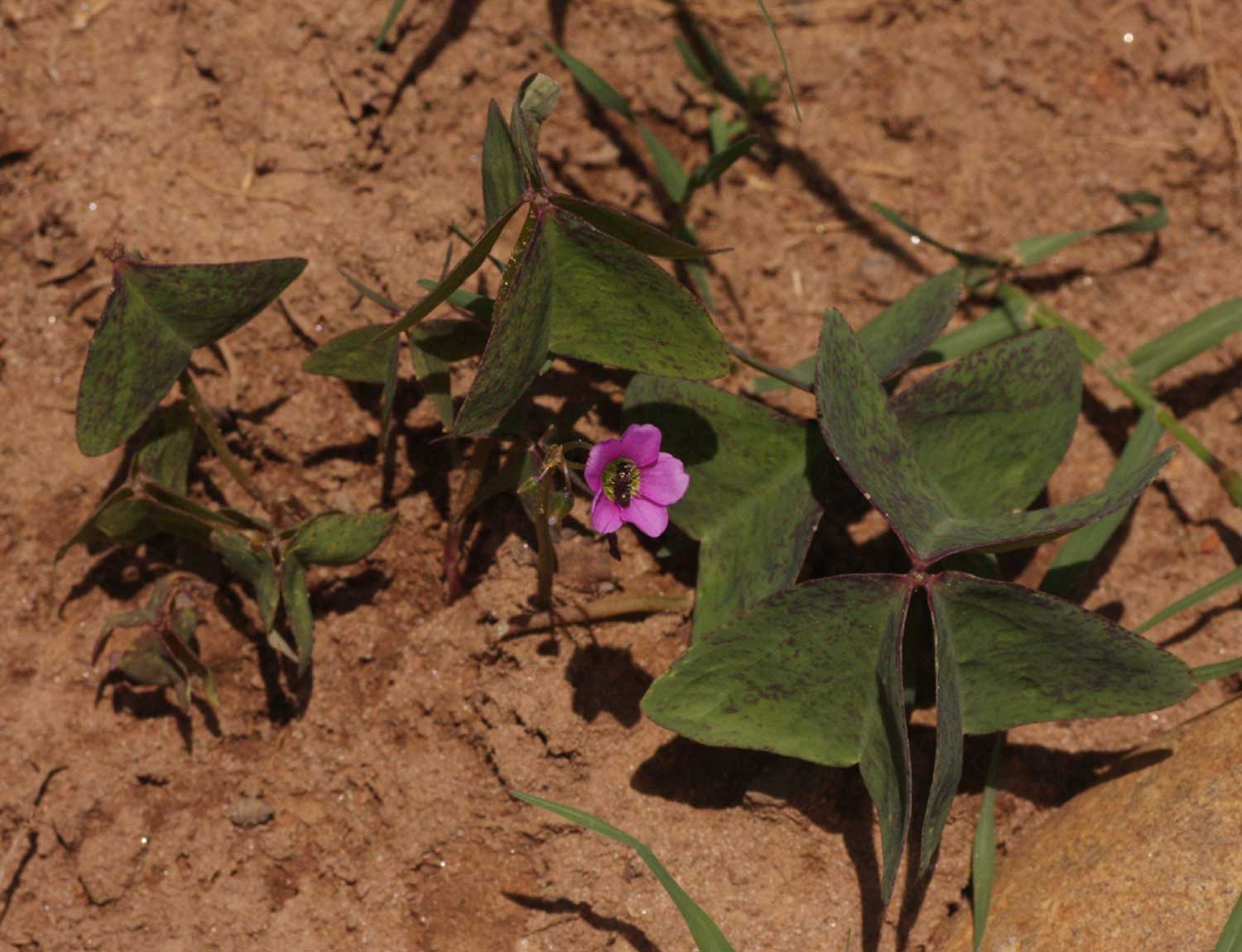 Oxalis latifolia