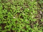 Oxalis obliquifolia