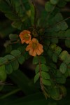 Biophytum umbraculum