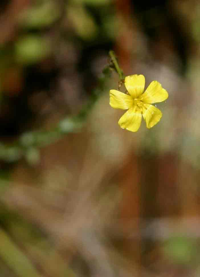 Linum thunbergii